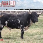 «Guapetón», Toro de San Juan, de la ganadería de Luis Algarra, lidiado en Coria el pasado 24 de junio