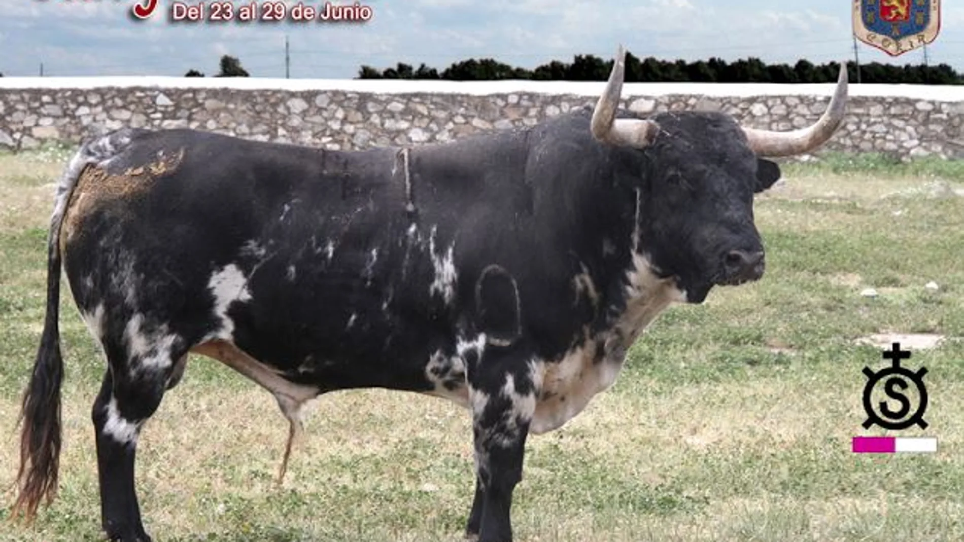 «Guapetón», Toro de San Juan, de la ganadería de Luis Algarra, lidiado en Coria el pasado 24 de junio