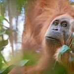 Estos orangutanes viven en un área de 1.100 kilómetros cuadrados del ecosistema de Batang Toru