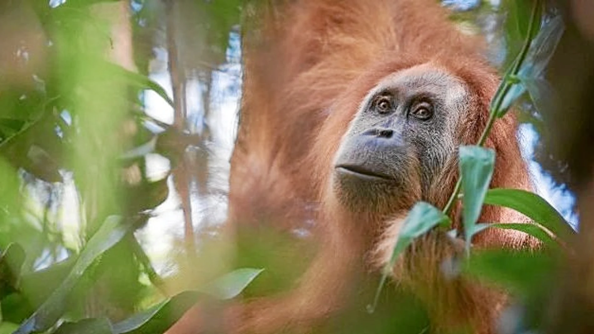 Estos orangutanes viven en un área de 1.100 kilómetros cuadrados del ecosistema de Batang Toru