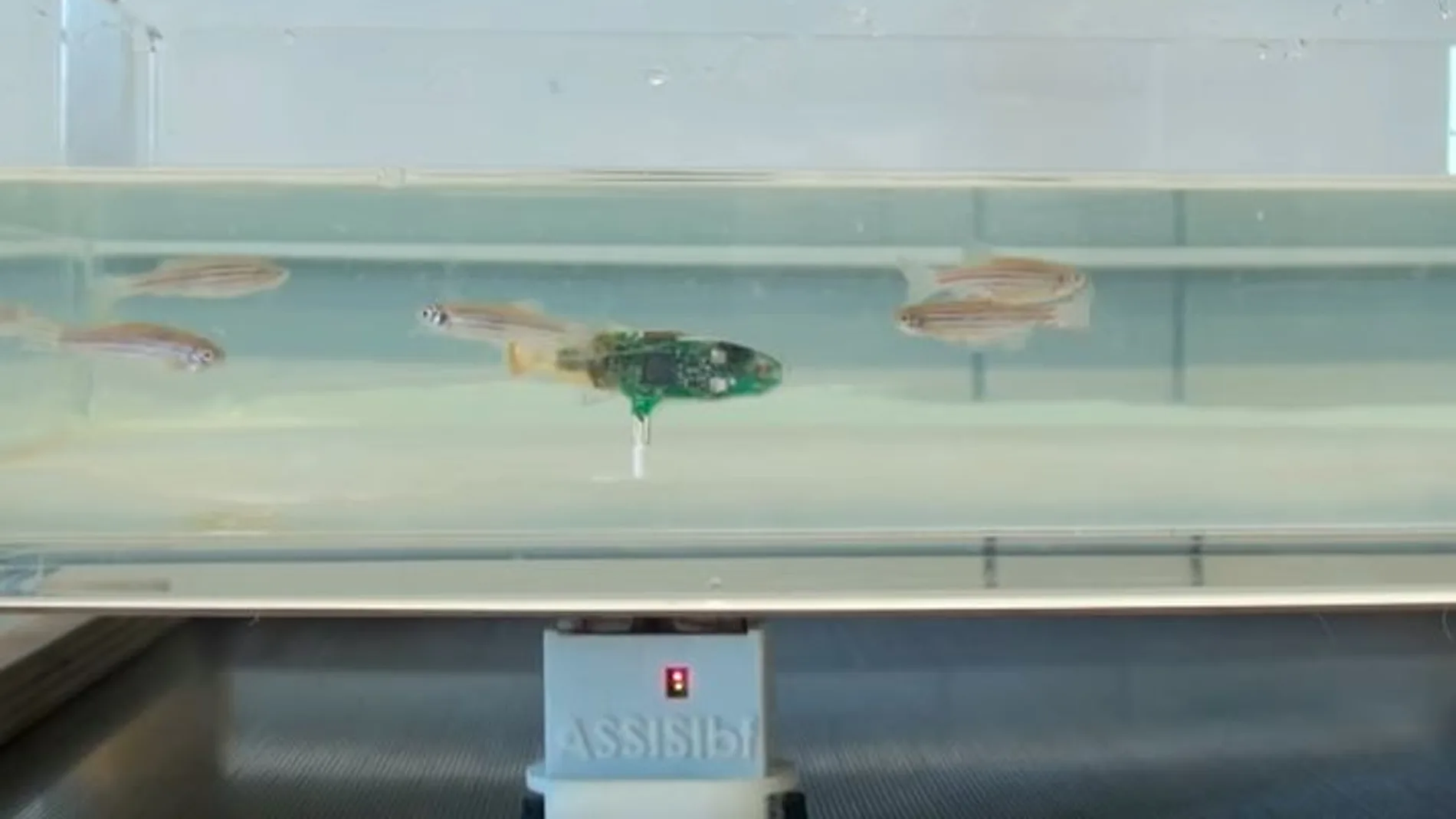 El pez-robot, en un momento del experimento