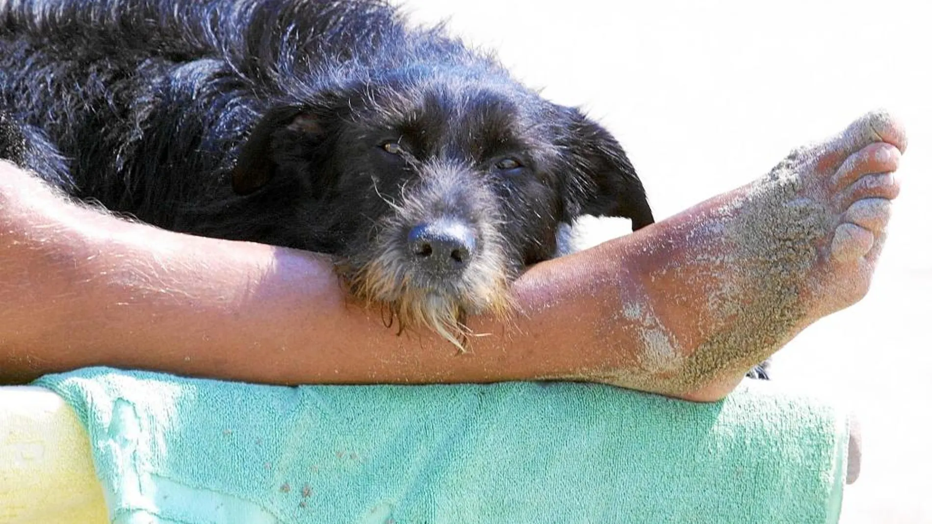 Algunas playas de España sí permiten el acceso de perros junto a sus dueños