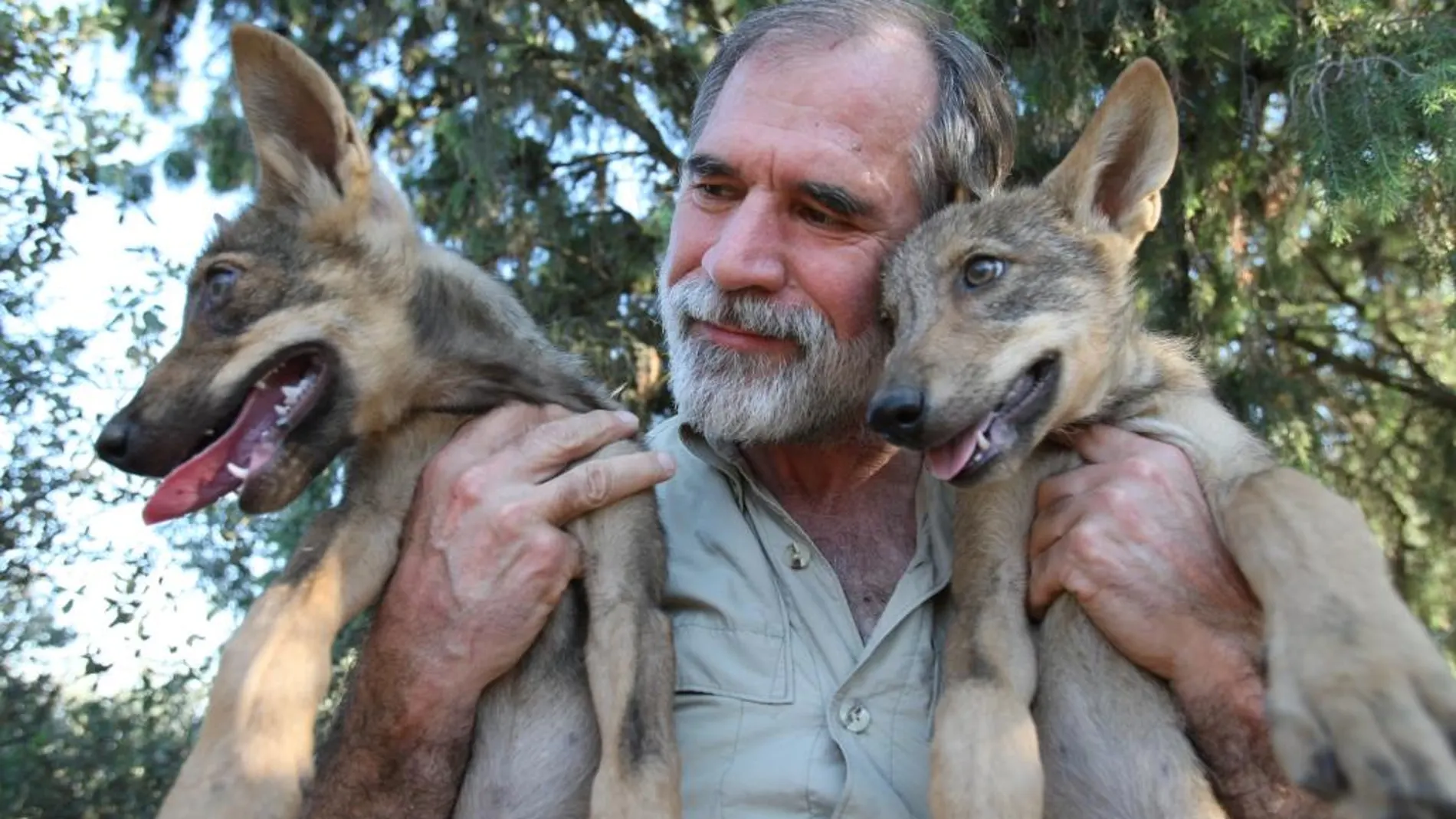 Los lobos podrían convertirse en perros por su dependencia de la comida humana