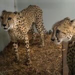 Dos guepardos del zoo de Miami en las instalaciones interiores ante la llegada del huracán