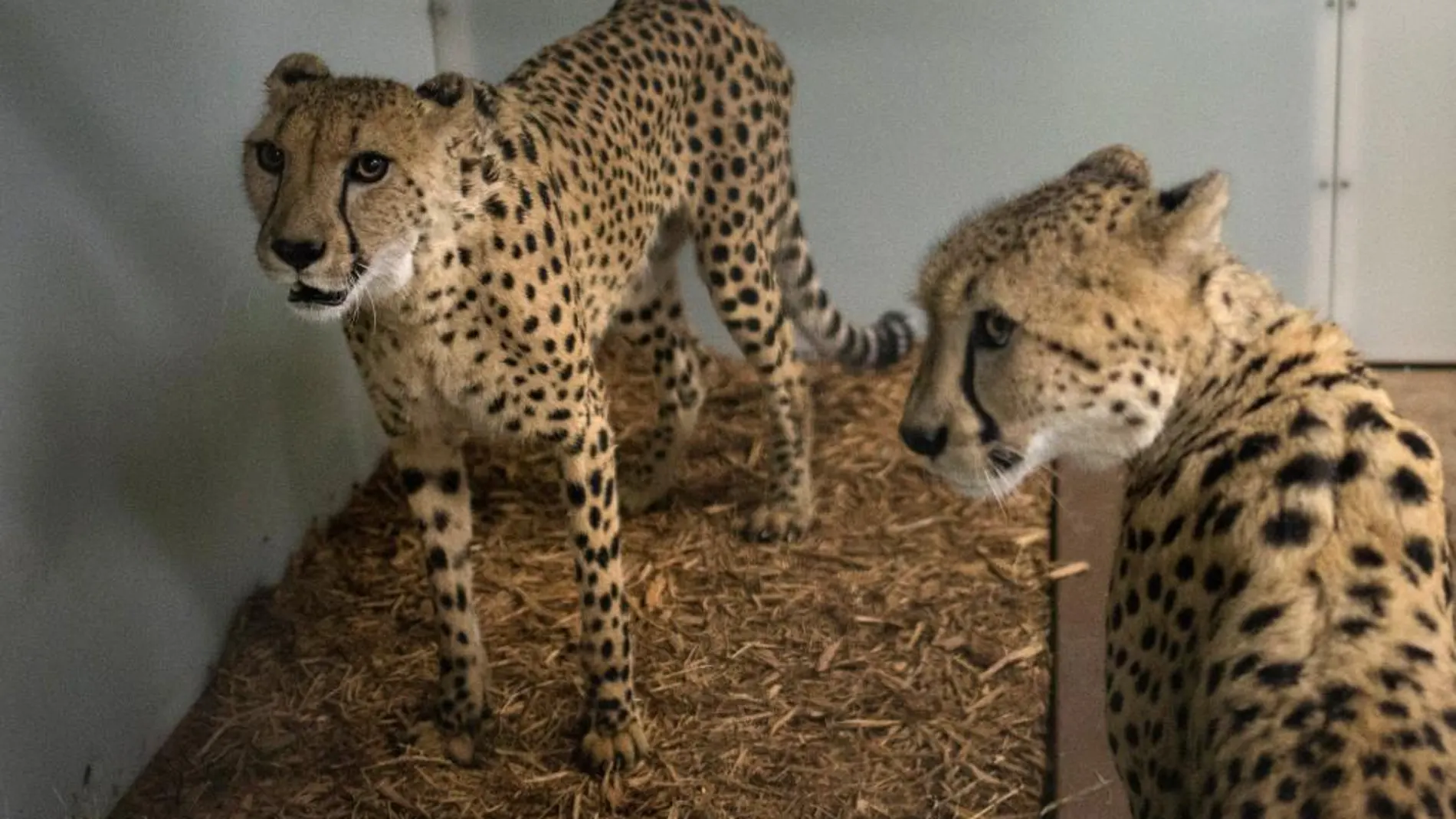 Dos guepardos del zoo de Miami en las instalaciones interiores ante la llegada del huracán