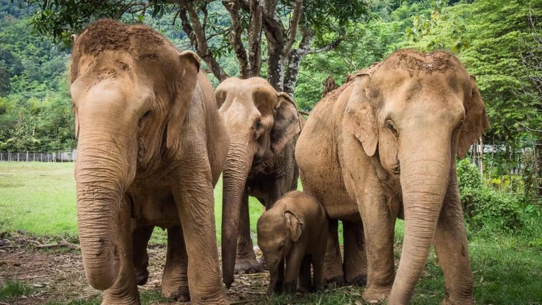 Una empleada de ACNUR en Tailandia muere arrollada por una manada de elefantes