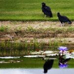 Fauna y flora costa del golf