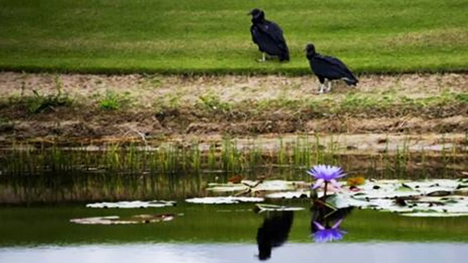 Fauna y flora costa del golf