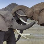 Tres elefantes frotan sus colmillos entre ellos en el Parque Nacional Amboseli, al sur de Kenia