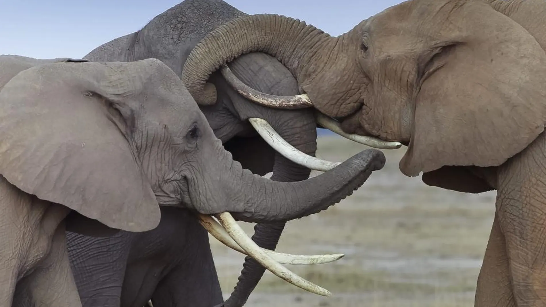 Tres elefantes frotan sus colmillos entre ellos en el Parque Nacional Amboseli, al sur de Kenia