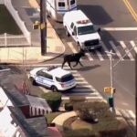 Toro suelto por las calles de Nueva York