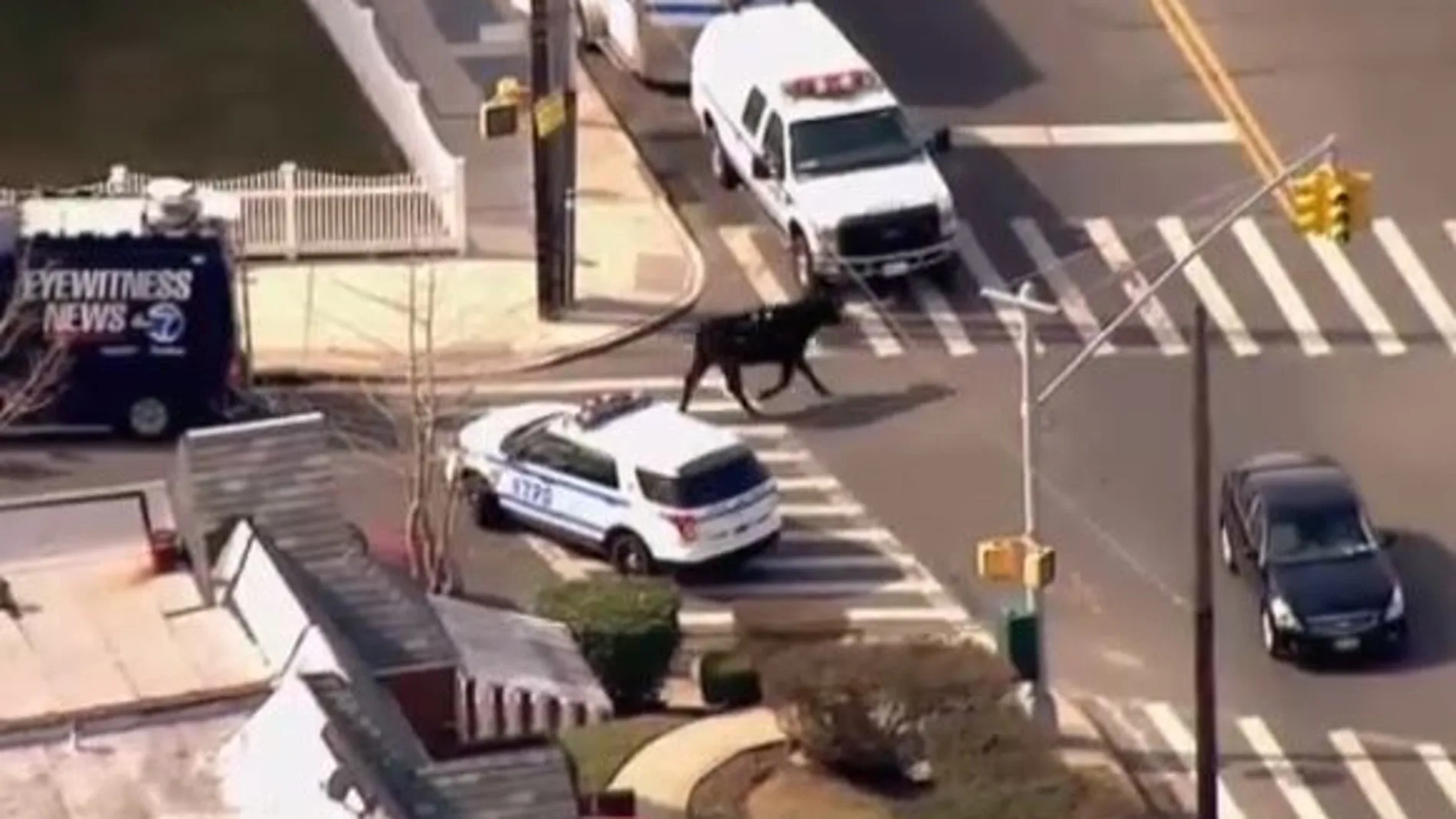 Toro suelto por las calles de Nueva York