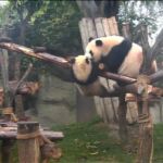 Los dos osos en plena "batalla"