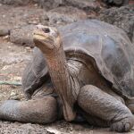 El solitario George, el único ejemplar de la tortuga gigante de Pinta (Chelonoidis abingdonii) que quedaba en el mundo, falleció en 2012. El trabajo que ha llevado a cabo ahora un equipo de científicos en las islas Galápagos podría recuperar su especie dentro de unos años
