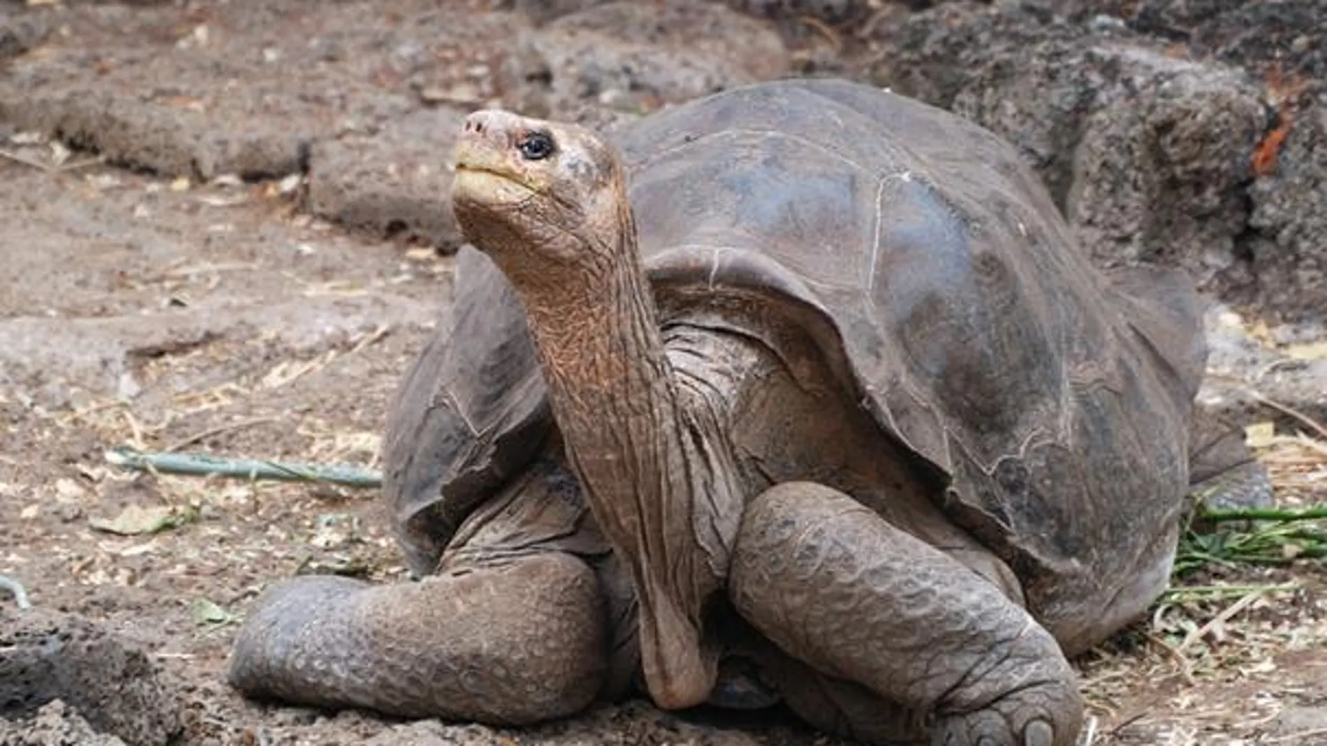 El solitario George, el único ejemplar de la tortuga gigante de Pinta (Chelonoidis abingdonii) que quedaba en el mundo, falleció en 2012. El trabajo que ha llevado a cabo ahora un equipo de científicos en las islas Galápagos podría recuperar su especie dentro de unos años