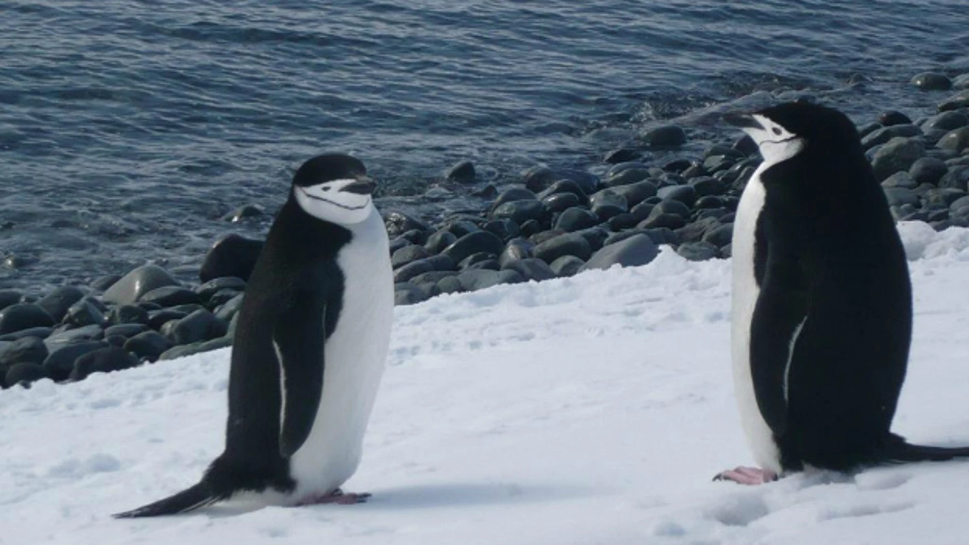 Cien días en la Antártida conviviendo con pingüinos
