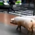 Cinco cerdos salen de rebajas por Galdácano