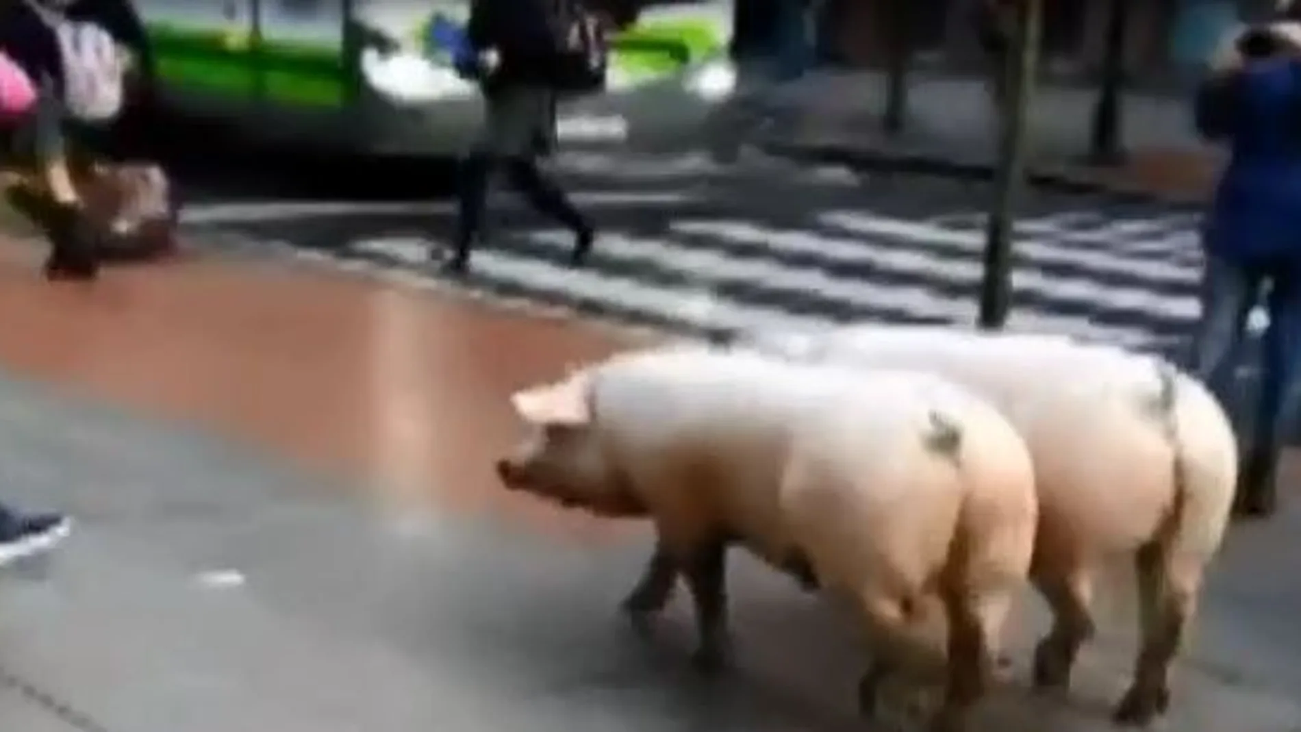 Cinco cerdos salen de rebajas por Galdácano