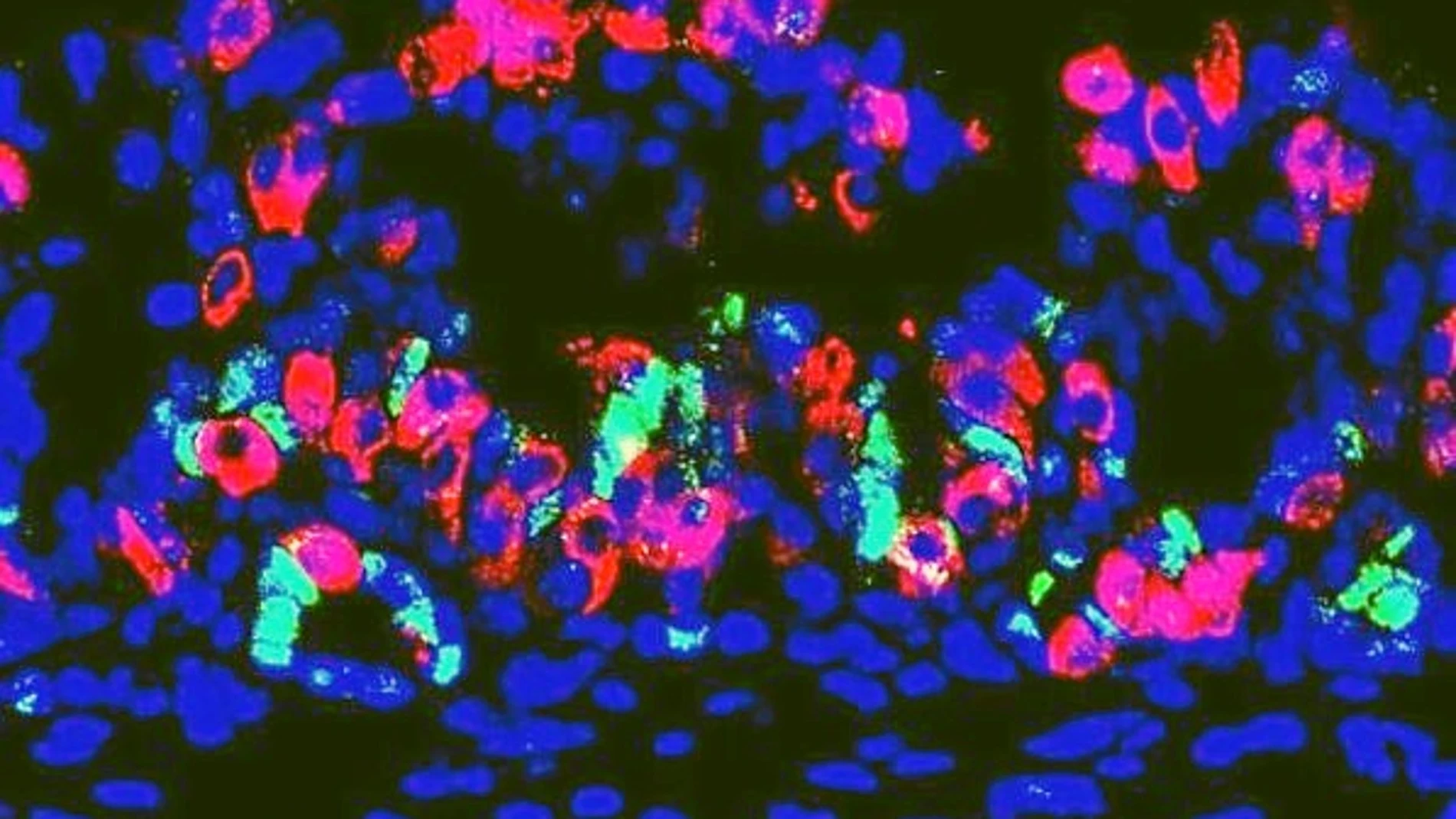 En rojo, las células beta secretadas por el «miniórgano»