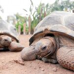 Estas dos tortugas de Aldabra vivirán en las instalaciones del Oceanogràfic a partir de su reinauguración el próximo día de 3 marzo