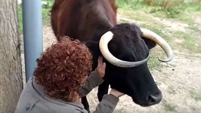 La vaca Margarita