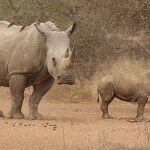 Una hembra rinoceronte con su cría en el Parque Kruger