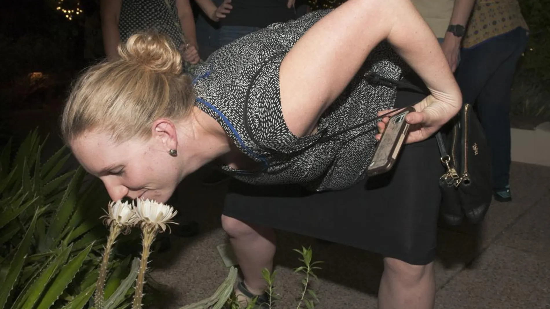 Miles de personas esperaron pacientemente para disfrutar de la belleza y el exótico aroma de la «reina de la noche», la flor de un cactus del desierto de Arizona (EE.UU.) que abre casi al unísono al atardecer y muere al salir el sol