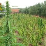 La Guardia Civil lleva a cabo la mayor incautación de plantas de marihuana en España