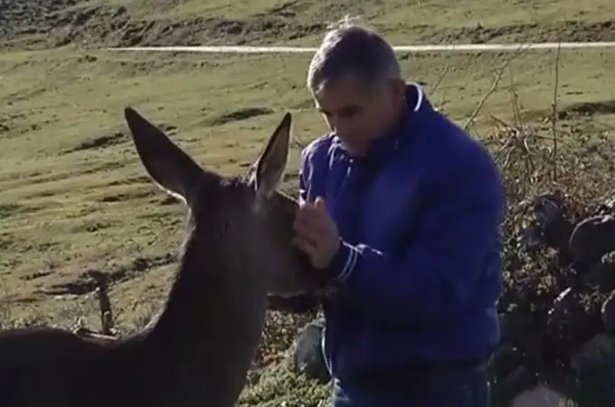 Una cierva salvaje entabla amistad con un furtivo en Asturias