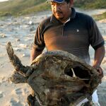 Un conservacionista muestra los restos de una tortuga marina muerta en una playa mexicana