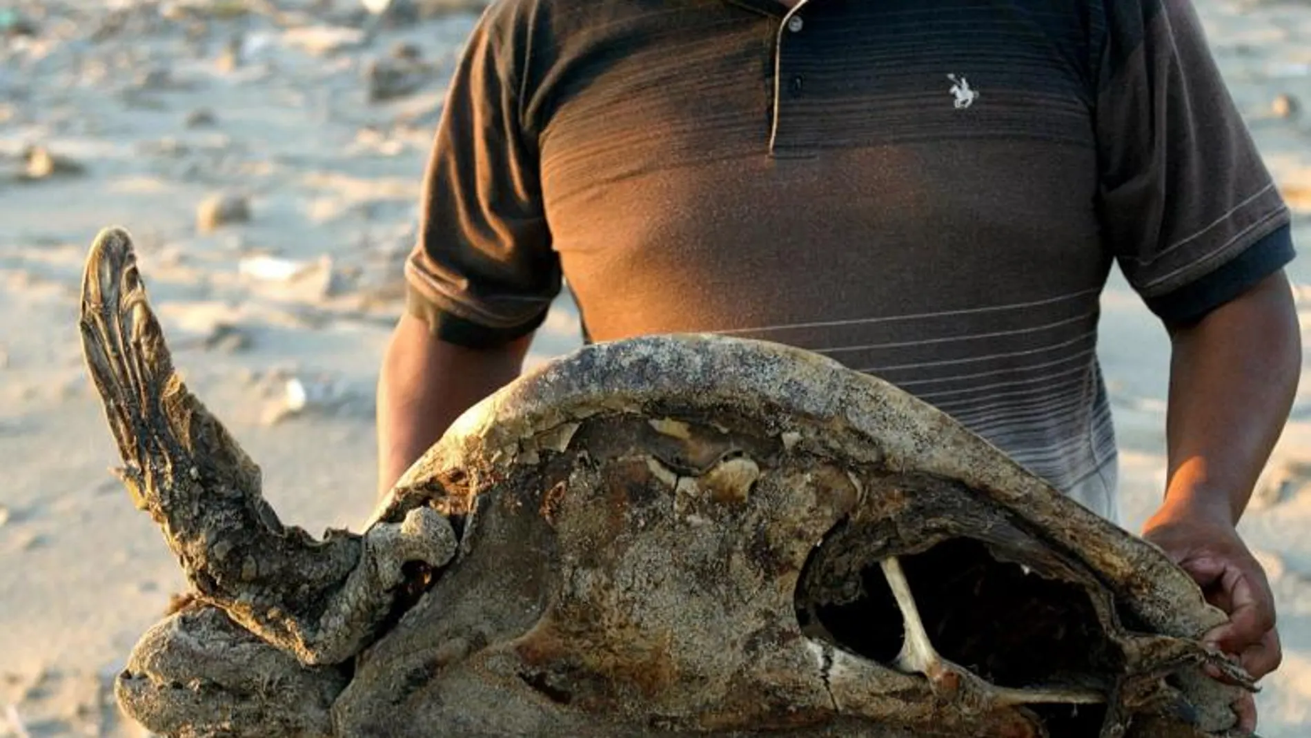 Un conservacionista muestra los restos de una tortuga marina muerta en una playa mexicana