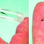 Paedocypris progenetica