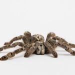 Fotografía facilitada por Nature de un ejemplar de tarántula Heteroscodra maculata. Científicos estadounidenses han descubierto, a través de los efectos del veneno de una especie de tarántula, cómo se activan ciertos canales del dolor en el sistema nervioso, lo que contribuirá a la investigación de nuevos tratamientos médicos, publica la revista «Nature».