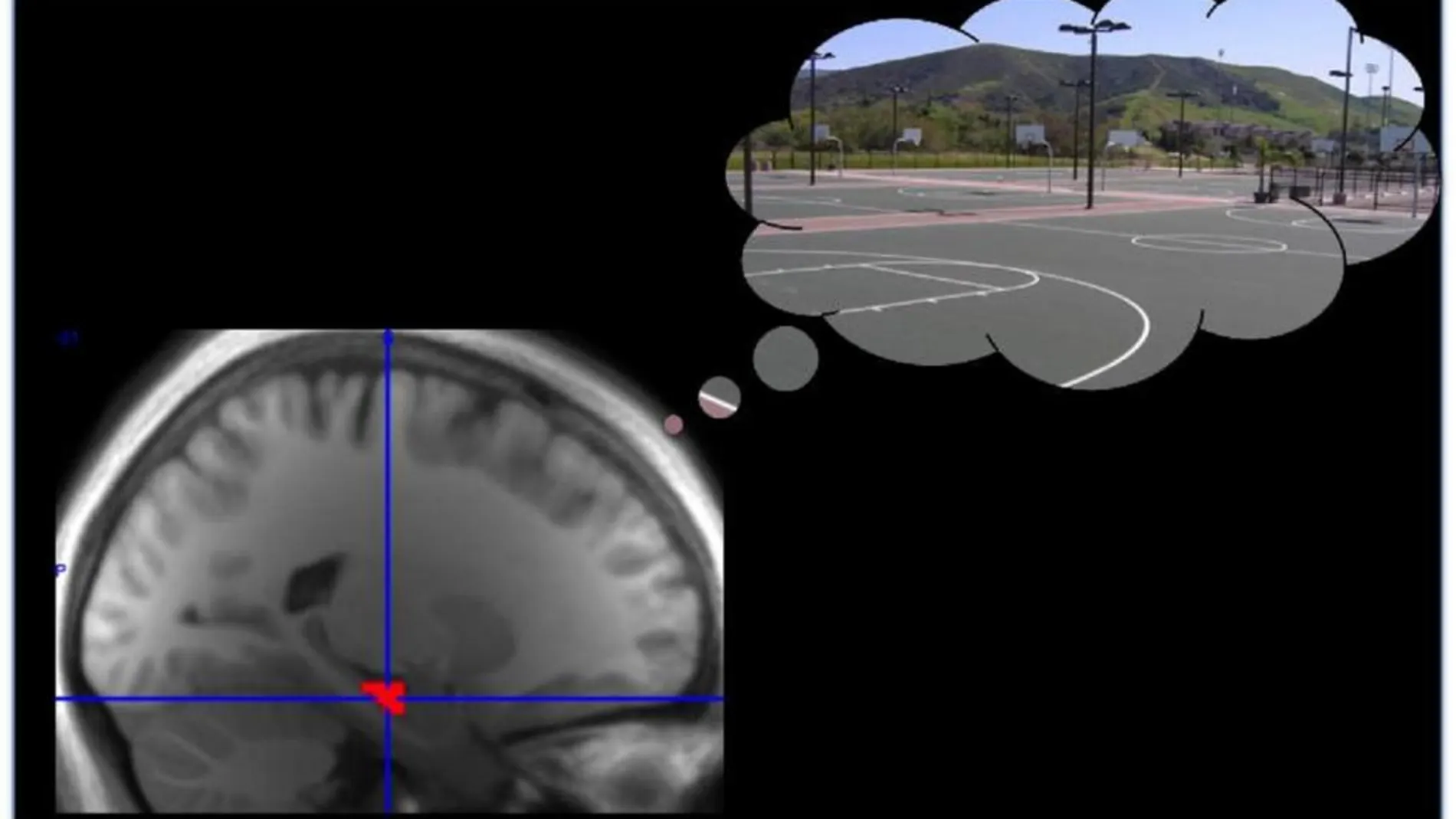 Utilizando imágenes por resonancia magnética, los científicos identificaron una señal en el hipocampo asociada con la memoria de recompensa, en este caso relacionada con una cancha de baloncesto