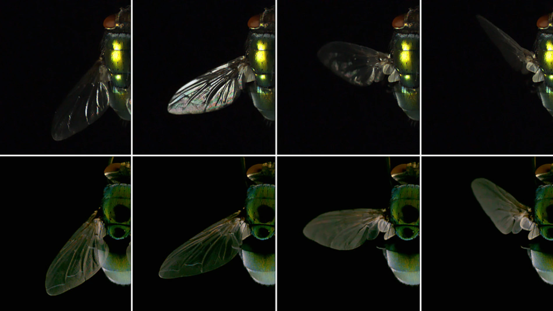 Un detalle del batir de las alas de una mosca
