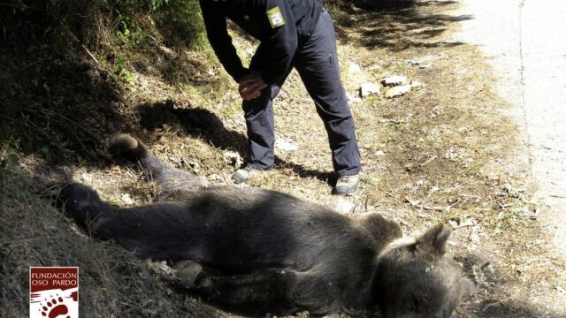 Es el segundo oso hallado muerto en la misma localidad.