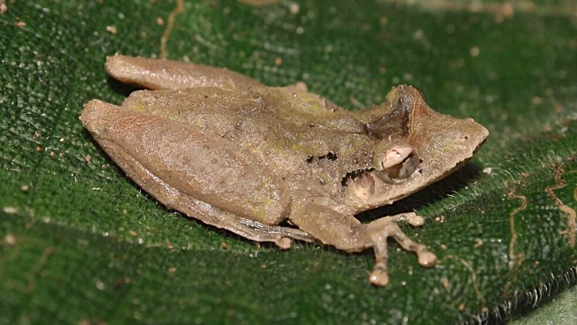 Una rana scinax cf rostratus, en los Valles Altos del estado Carabobo (Venezuela)