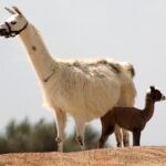 Una llama junto a una cría / Reuters