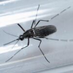 Un mosquito Aedes aegypti, responsable del contagio de la enfermedad
