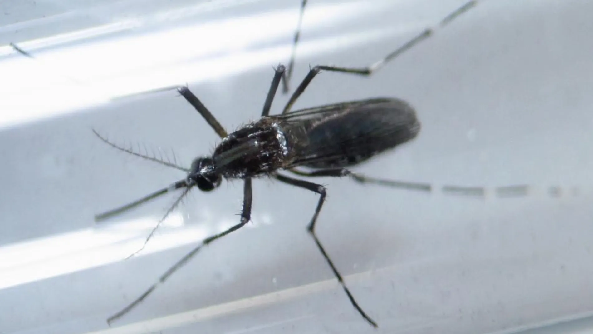 Un mosquito Aedes aegypti, responsable del contagio de la enfermedad