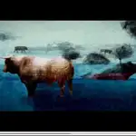  «Toro»: examen sobre el futuro de la tauromaquia
