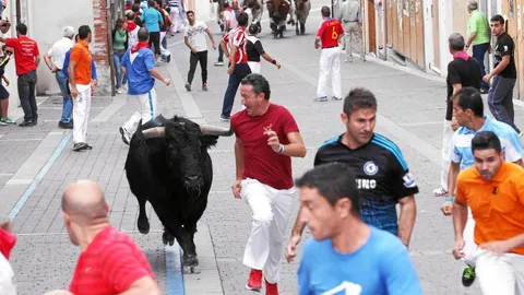 Un mozo corre delante del único novillo que entró en la plaza en el encierro de ayer en Cuéllar. A la derecha, momento en el que una excavadora retira a uno de los animales fallecidos