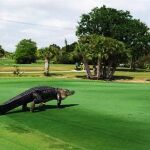 Golf Negralejo