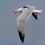 Ejemplar de gaviota de Audouin con dispositivo de seguimiento