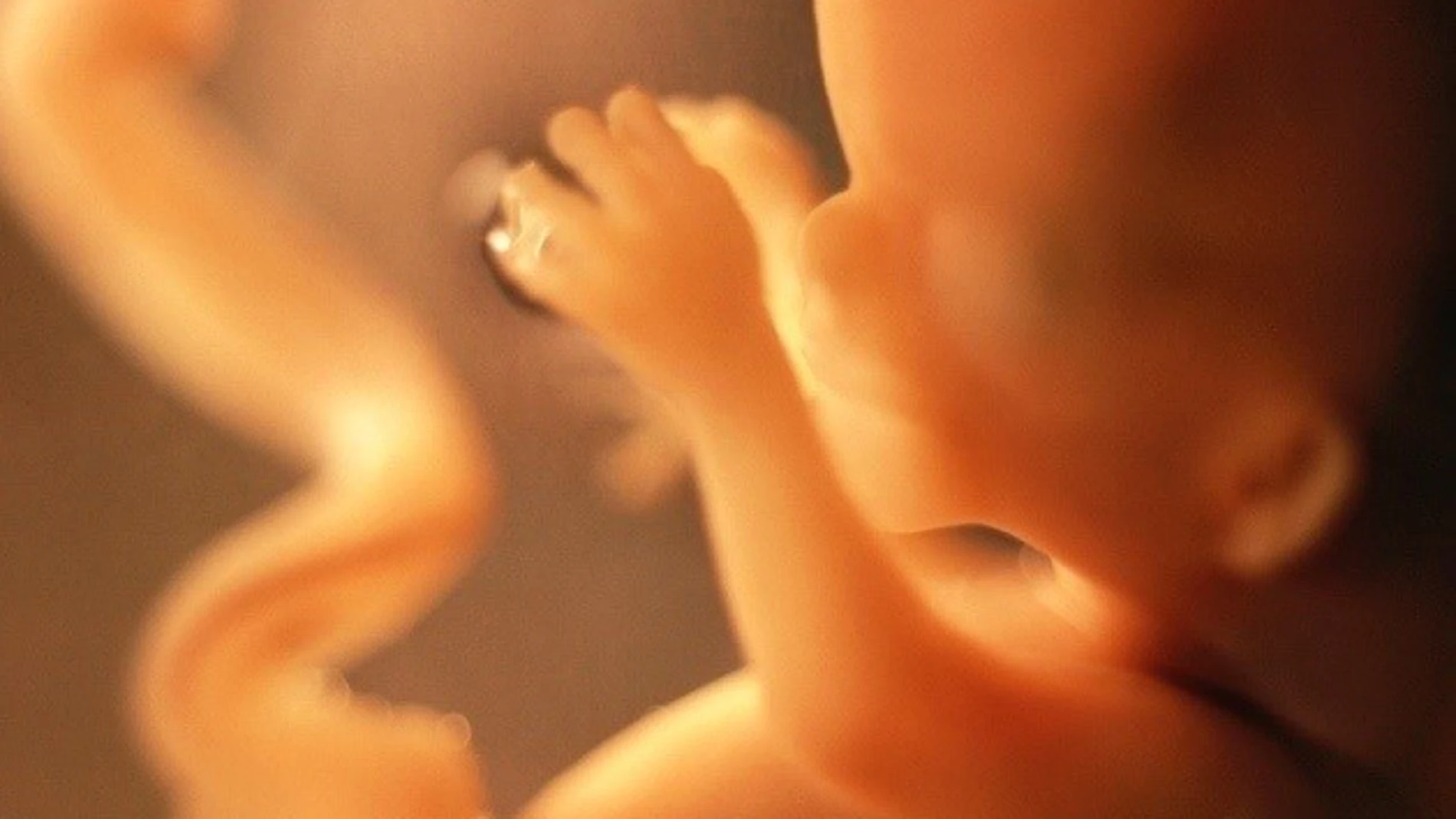 El feto es capaz de desarrollar respuestas inmunes a partir del segundo trimestre de gestación / Foto: HANDOUT por NATURE
