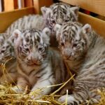 Los pequeños tigres del Zoo de Kernhof