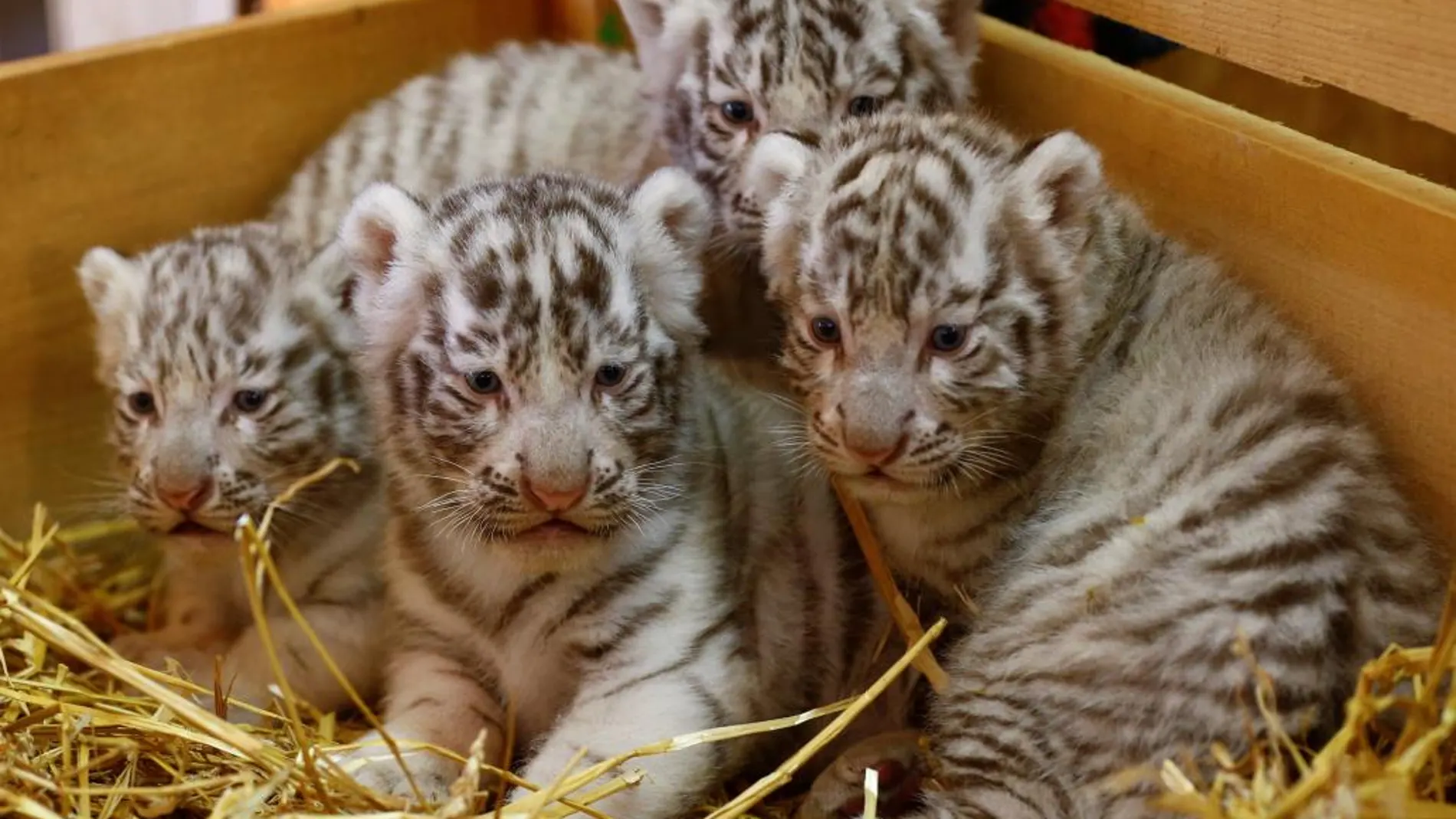 Los pequeños tigres del Zoo de Kernhof