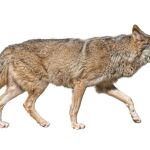 Un 18% más de manadas de lobos que hace 7 años