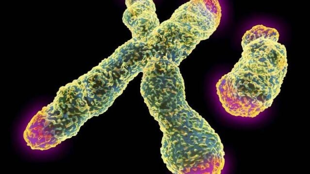 El nuevo trabajo demuestra que la leucemia daña la protección de los cromosomas