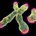 El nuevo trabajo demuestra que la leucemia daña la protección de los cromosomas